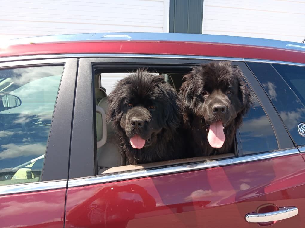 Two dogs are sticking their tongues out of a car window.