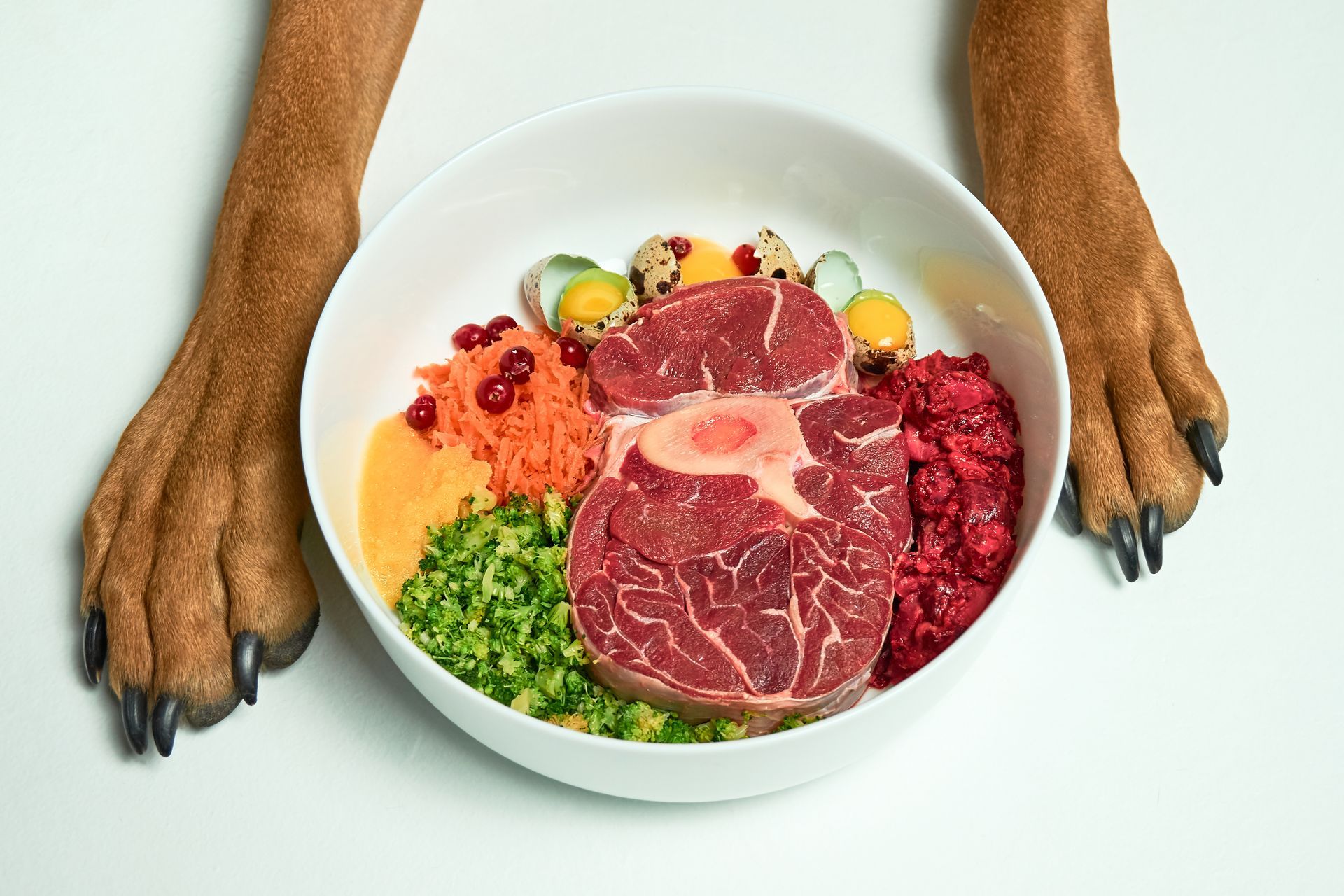 Dog paws frame a bowl of raw food, including meat, vegetables, and eggs, on a white surface.