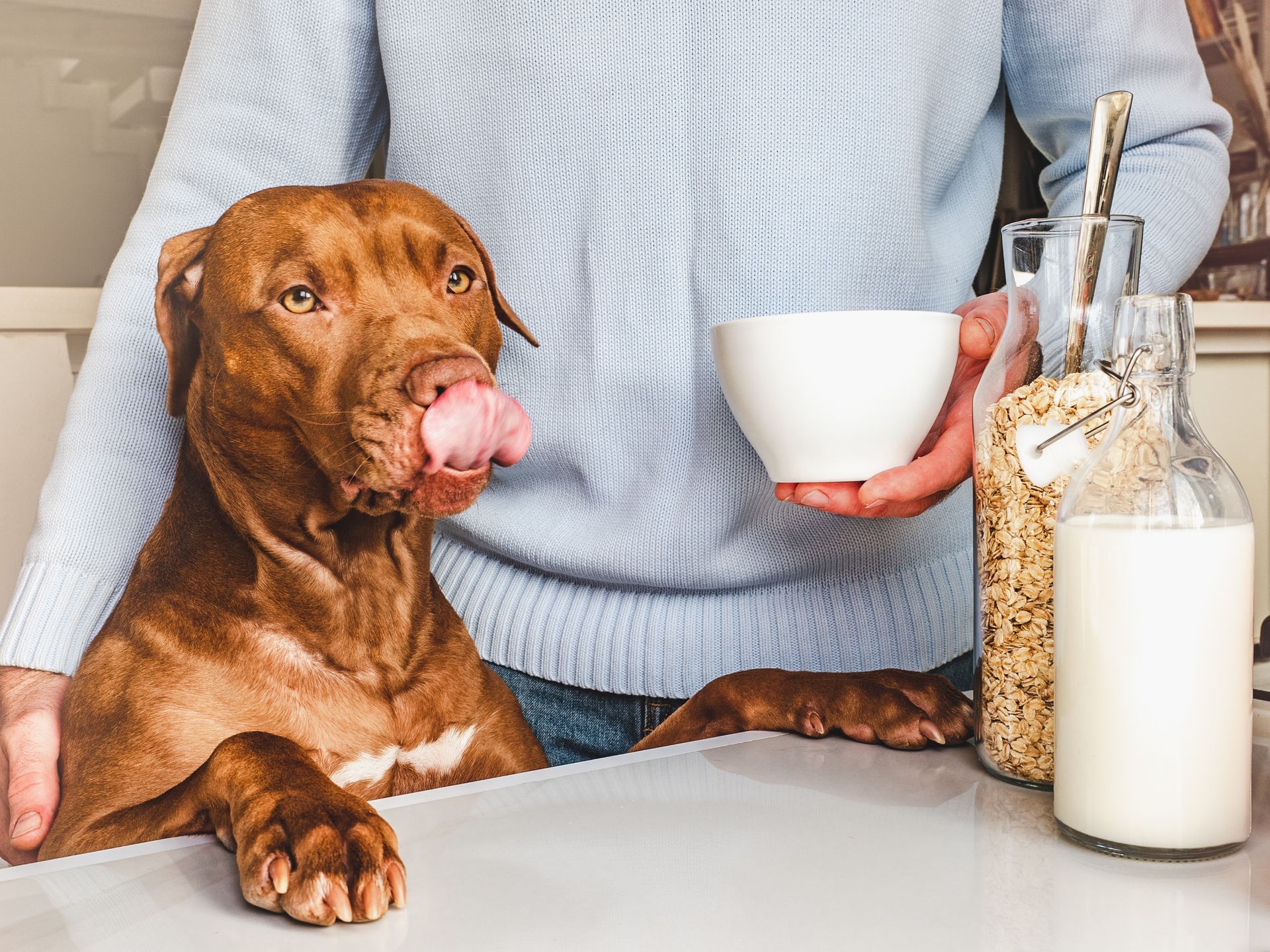 Dog licking its lips near a person holding a bowl, milk, and cereal on a table.