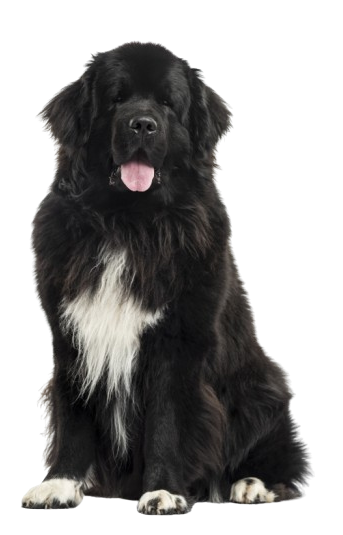 A black and white dog is sitting in front of a white background.