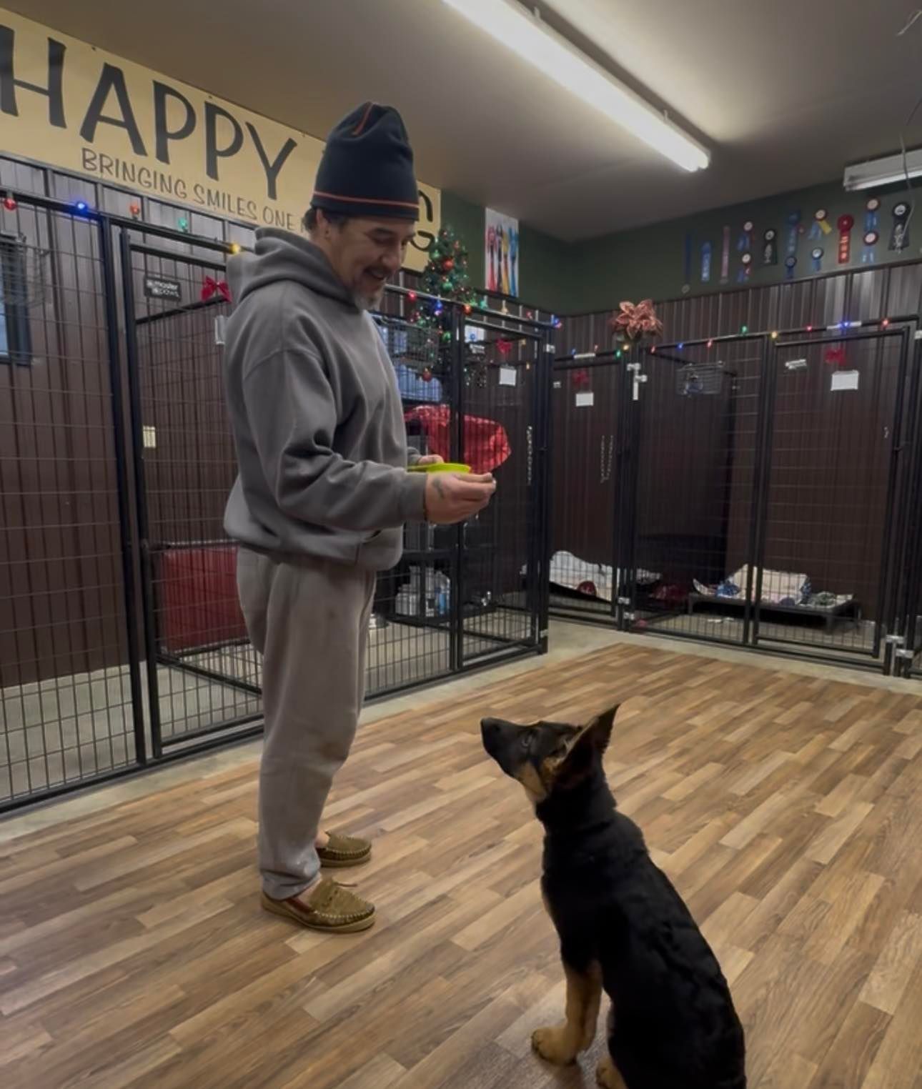 Two german shepherd puppies are sitting next to each other in the grass.