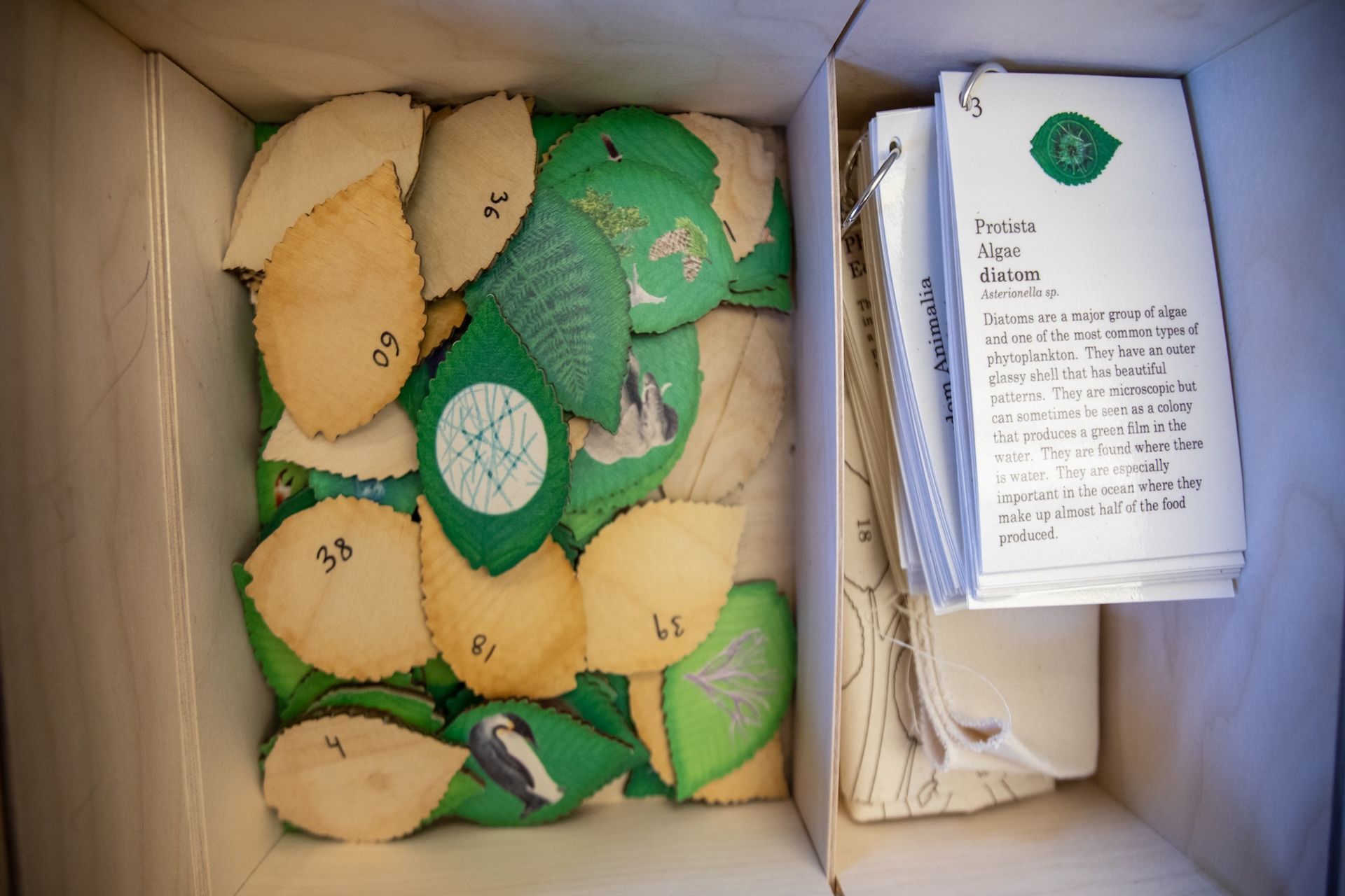 Box containing green and beige leaf-shaped cutouts, with labeled cards on the right.