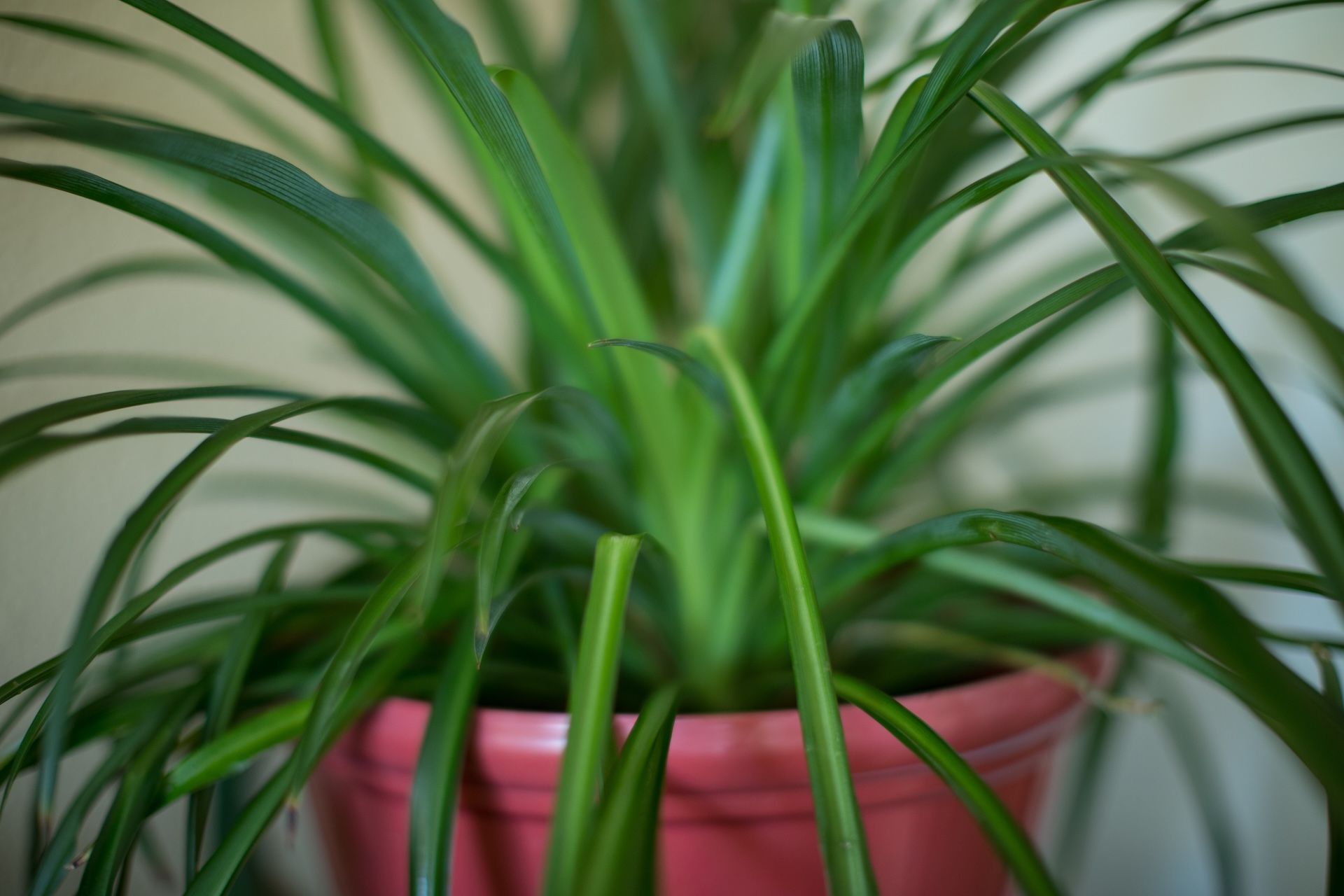 Green spider plant in a pink pot against a white background.