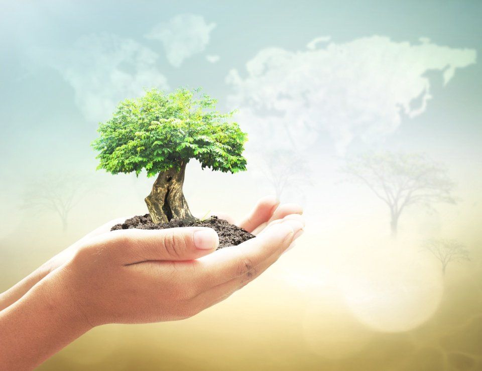 Mano che reggono un albero