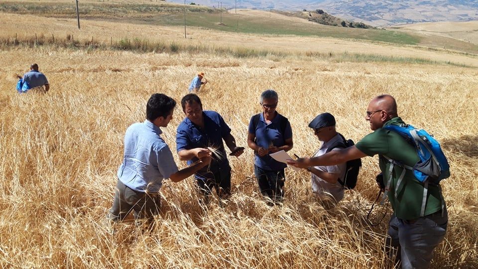 Un gruppo di persone è in piedi in un campo di grano.
