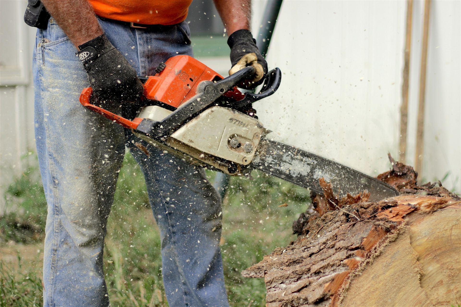 A man is cutting a tree with a chainsaw.