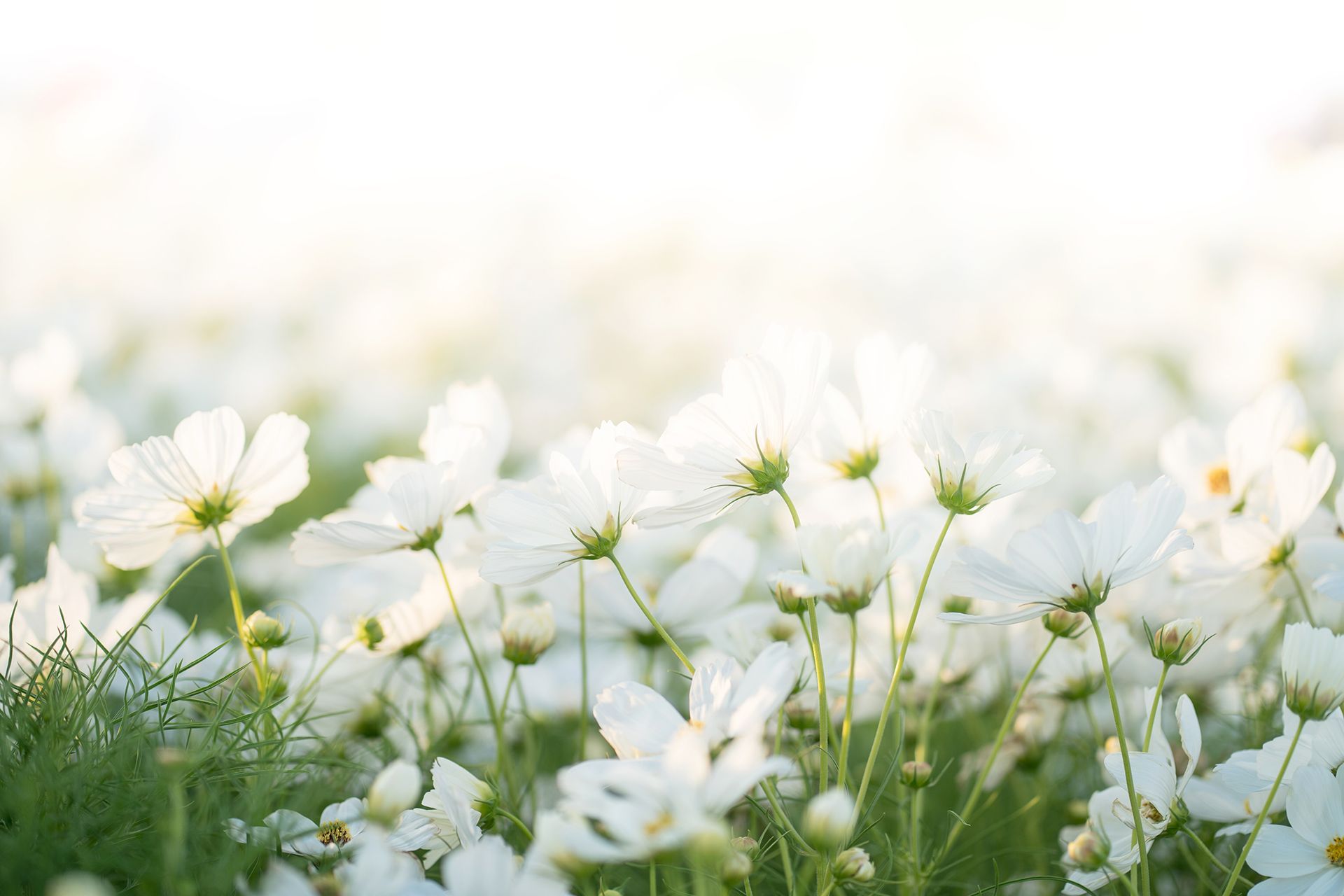 White cosmos flowers blooming in a sunlit field, with soft focus background.