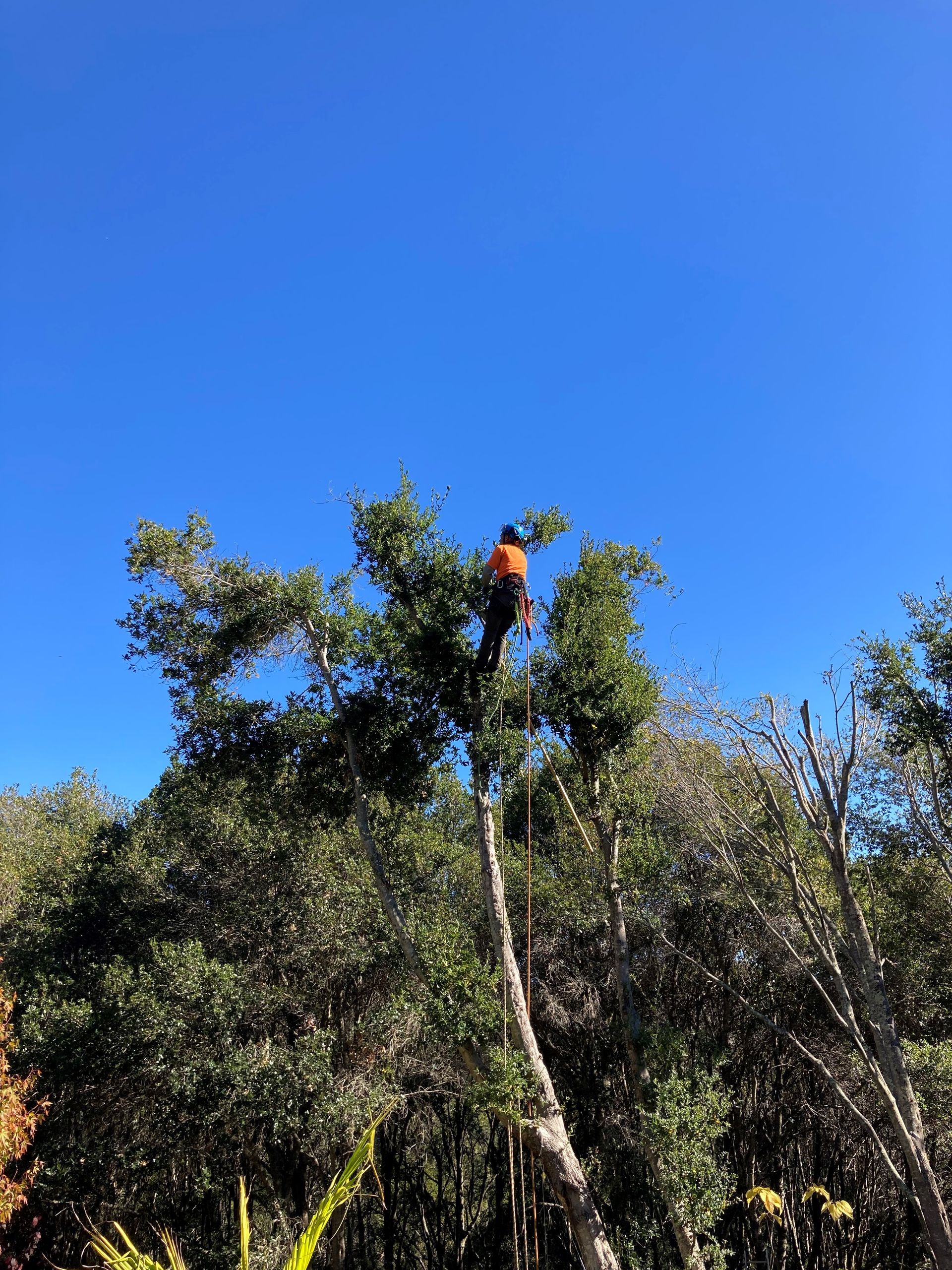 Man On Tree With Helmet — Soquel, CA — JD Tree