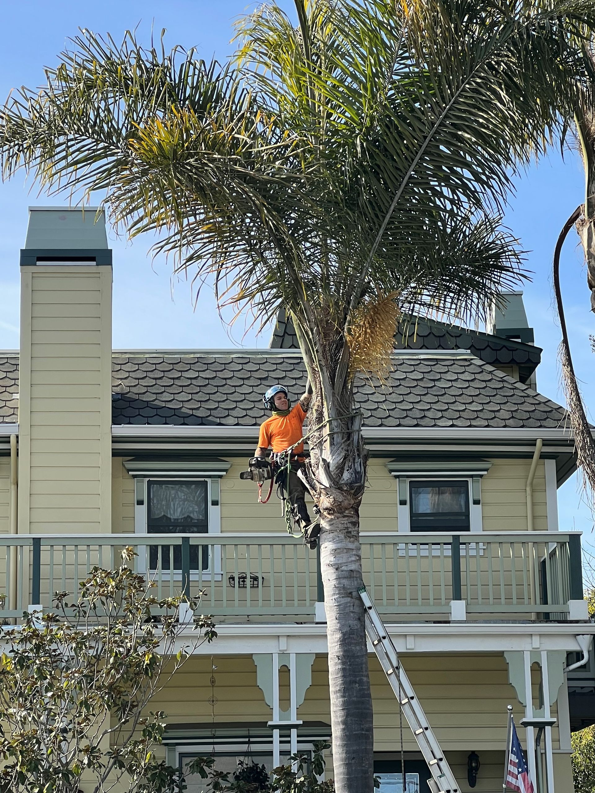 Man Checking A Tree — Soquel, CA — JD Tree