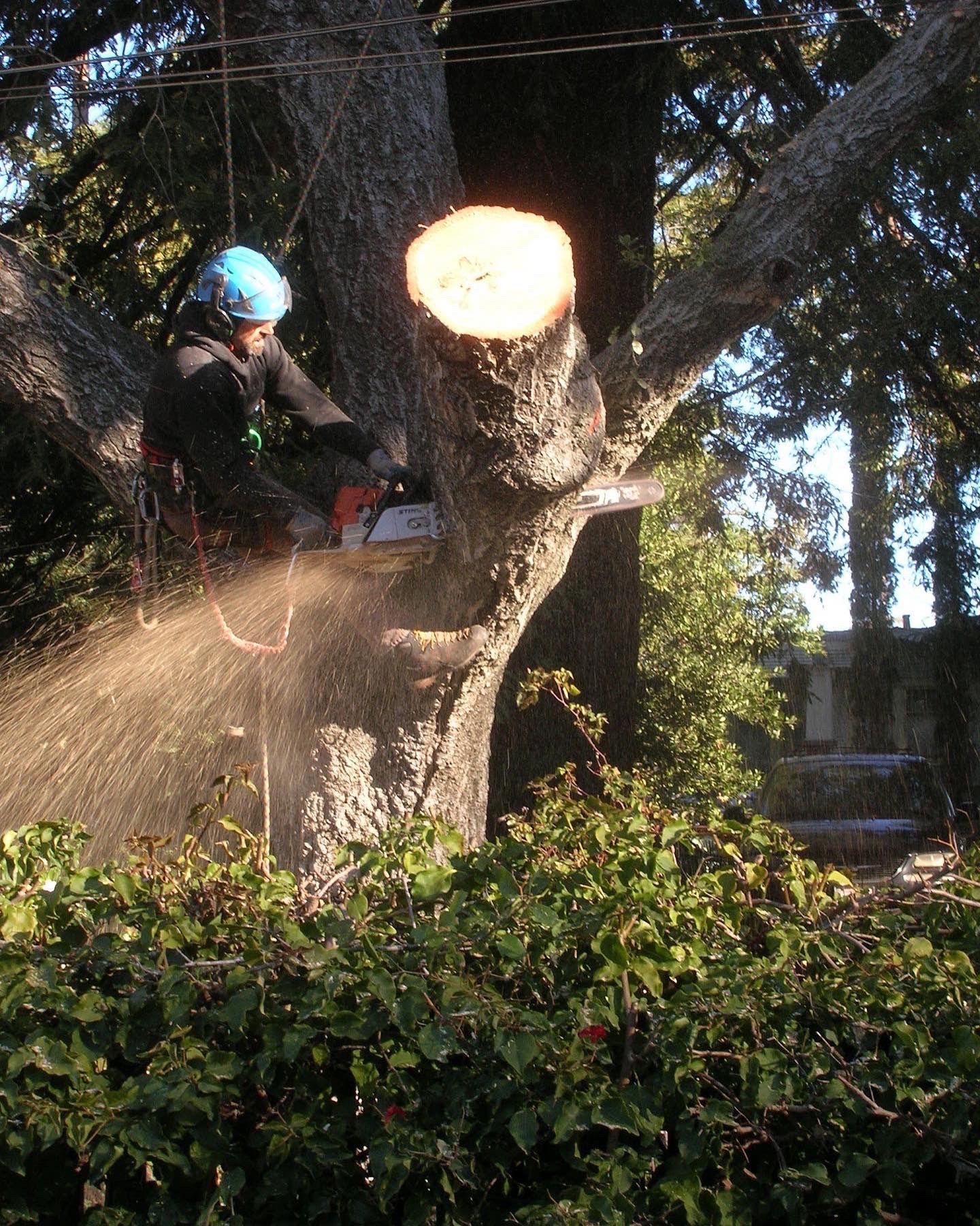 Man Cutting Tree Branch — Soquel, CA — JD Tree