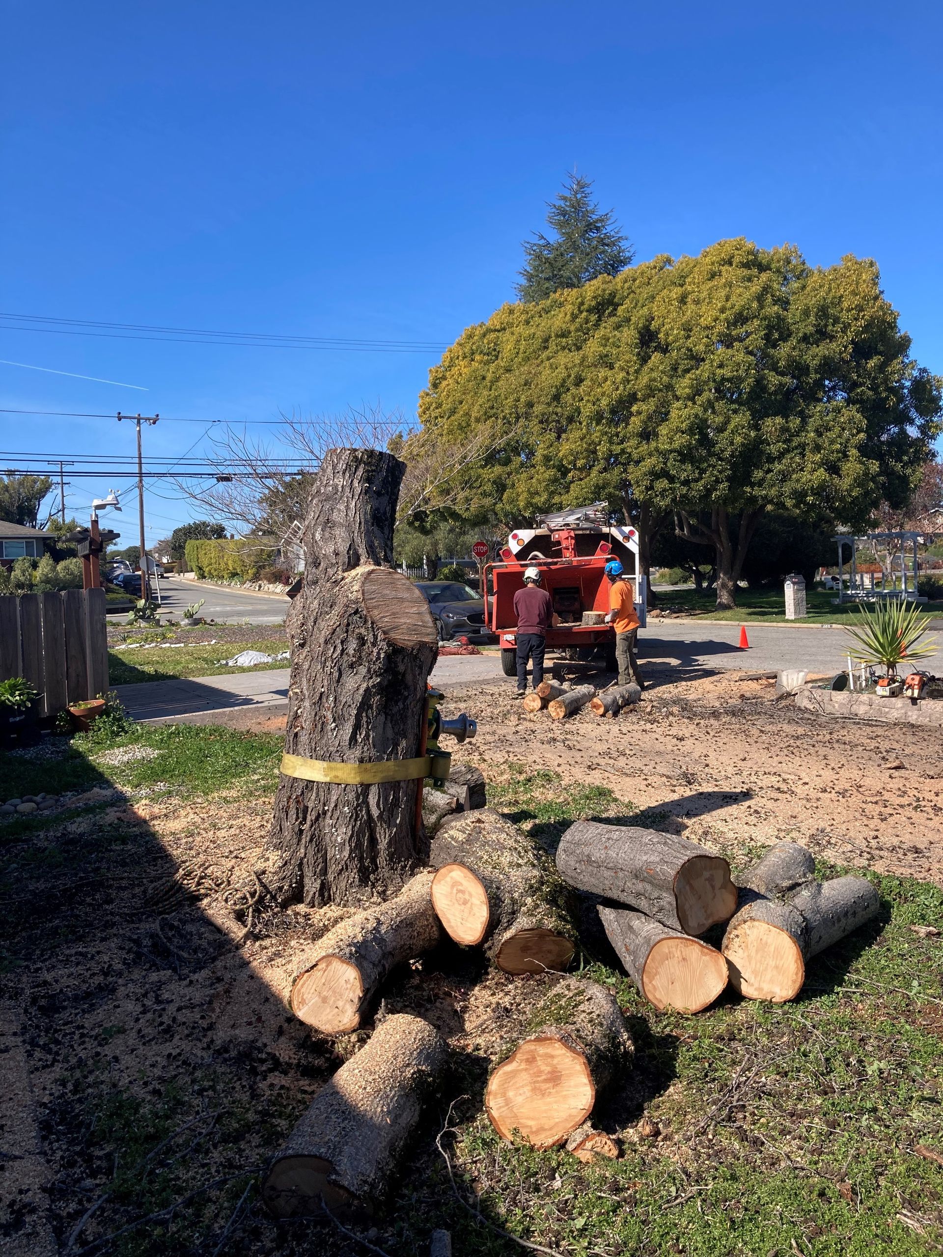 Expert Carrying Tree Logs — Soquel, CA — JD Tree