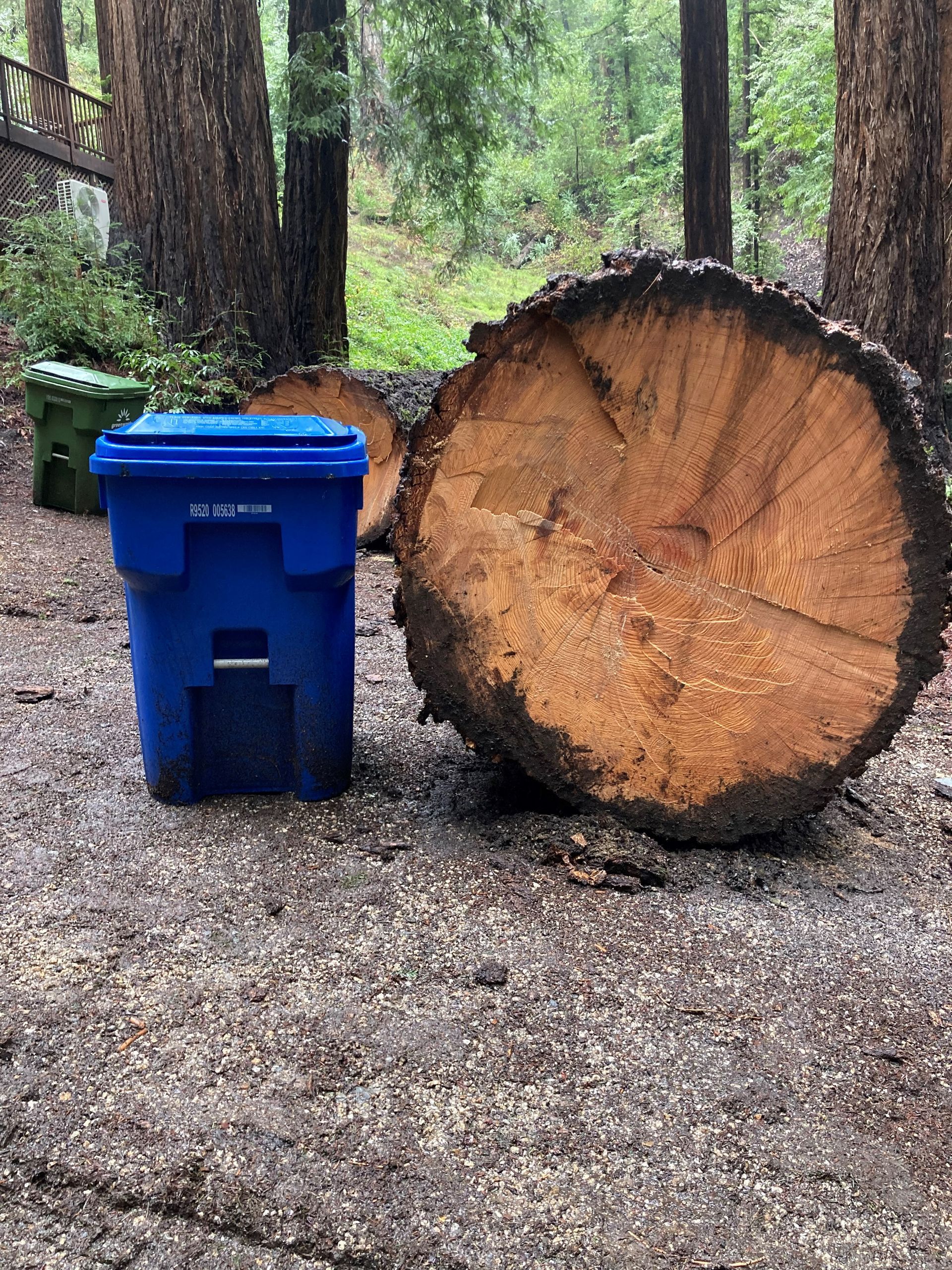Trash Bin And Tree Log — Soquel, CA — JD Tree