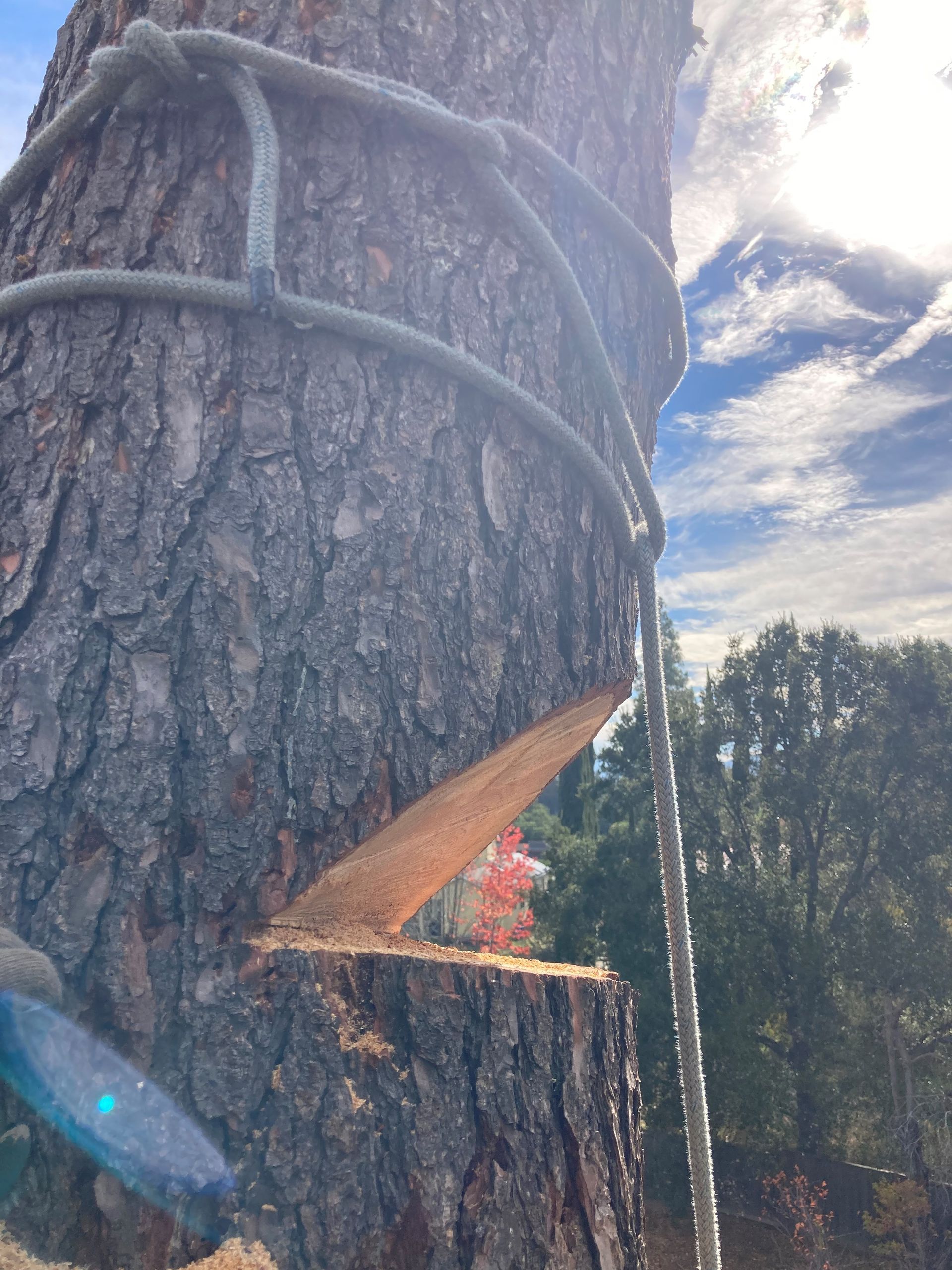 Tree Being Chopped — Soquel, CA — JD Tree