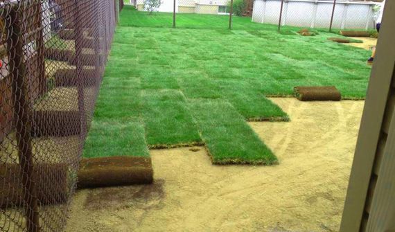 Une pelouse est en cours d'installation dans une cour arrière à côté d'une piscine.