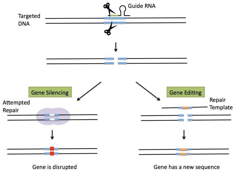 Diagram van CRISPR-genbewerking, waarin te zien is hoe een gids