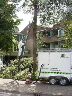 Een arbeider staat op een ladder en snoeit een hoge boom naast een vrachtwagen in een buitenwijk.
