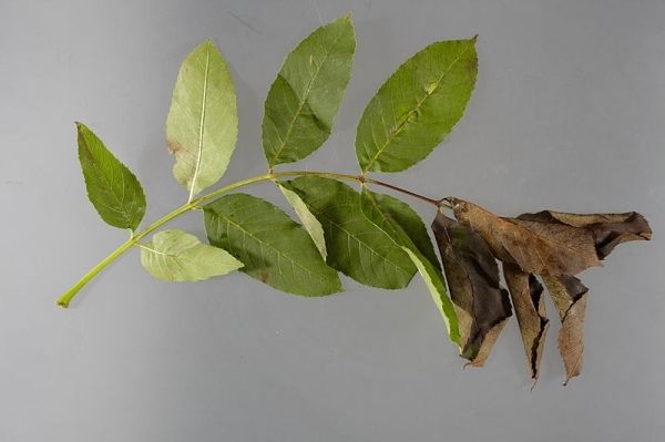 Groene, bladerrijke tak met bruine, verdroogde bladeren aan de rechterkant, geplaatst op een effen grijze achtergrond.