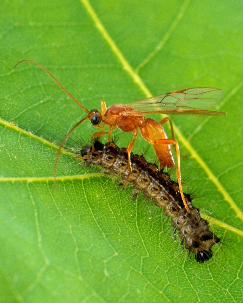 Een oranje wesp zit op een bruine rups op een groen blad.