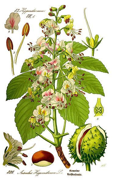 Botanische illustratie van een bloeiende groene plant met roze bloesems, gekartelde bladeren en een stekelige vrucht.