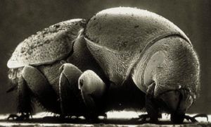 BEETLE
