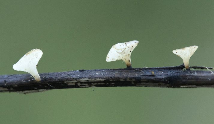 Drie kleine witte paddenstoelen die langs een donkere tak groeien tegen een groene achtergrond.