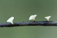 Drie kleine witte paddenstoelen die groeien op een donkere tak tegen een wazige groene achtergrond.