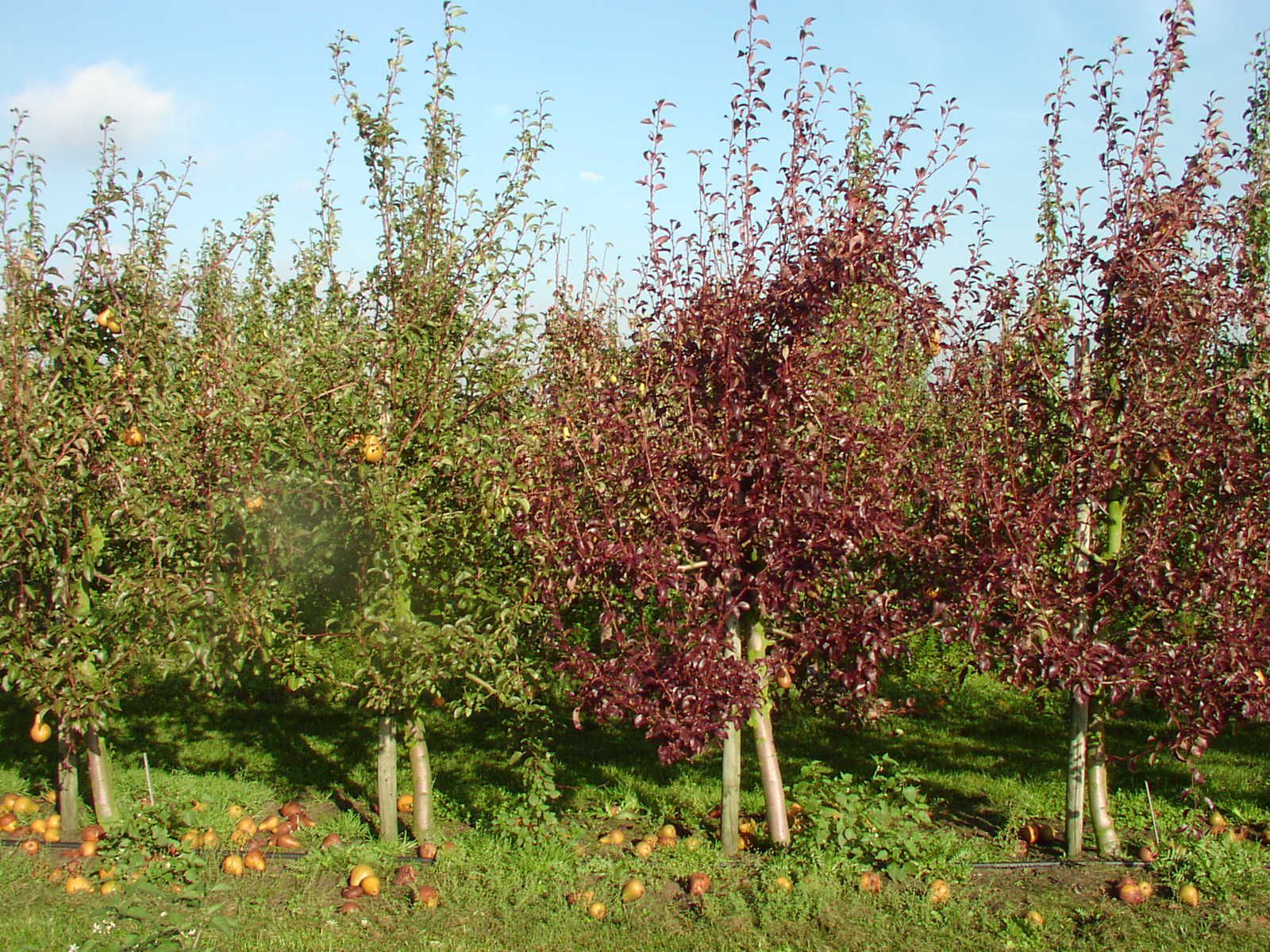 Rij jonge fruitbomen met groene en rode bladeren in een zonnig veld.