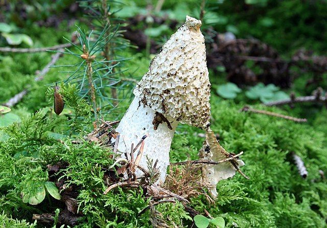 Phallus-impudicus-stinkmorchel.jpg