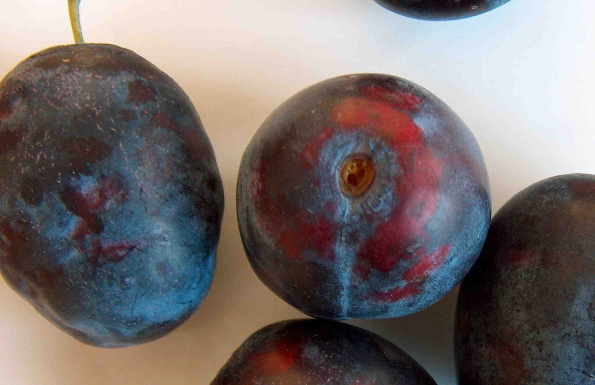 Rijpe, donkerpaarse pruimen met een blauwachtige waas op een licht oppervlak.