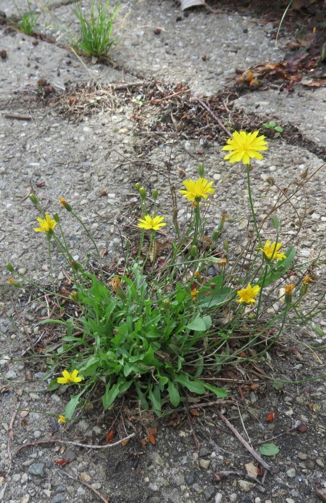 Gele wilde bloemen groeien in een stukje grind en aarde.