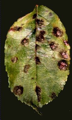 Groen blad met meerdere donkerbruine vlekken en beschadigingen op een zwarte achtergrond.