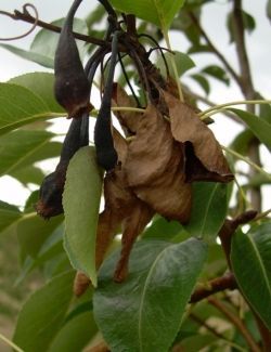 Bruine, verwelkte bladeren en donkere zaaddozen hangen tussen de groene bladeren van een plant.