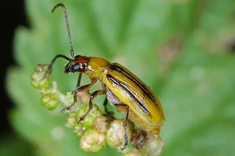 Geel-zwart gestreepte kever op een groene plant met kleine knopjes.