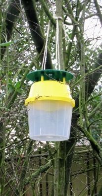 Geelgroene hangende insectenval in dichte groene vegetatie