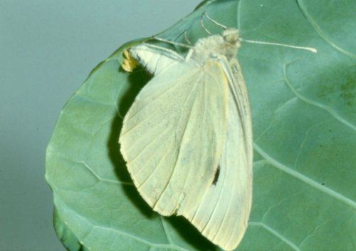 Een lichtgele vlinder die op een groen blad rust.