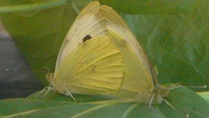 Twee gele vlinders zaten samen op een groen blad, met gesloten vleugels.