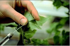 Hand die groene bladeren vasthoudt vlakbij een plantenstengel in een kas.