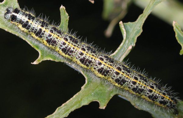 Een zwart-gele rups kruipt over een groen blad.