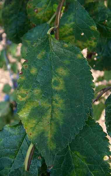 Groen blad met geel gevlekte plekken aan een klimplant