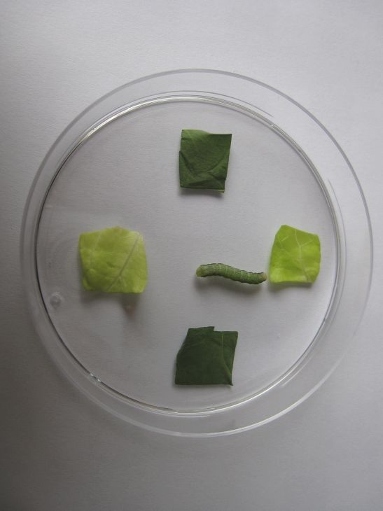 Een kleine groene, gesegmenteerde rups op een wit bord, omringd door vier groene papieren vierkantjes.