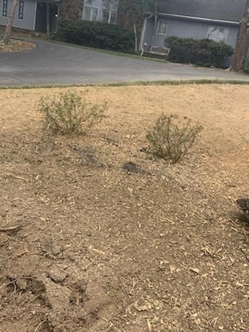 Two small green bushes in a yard covered with wood chips, with houses and a driveway in the background.