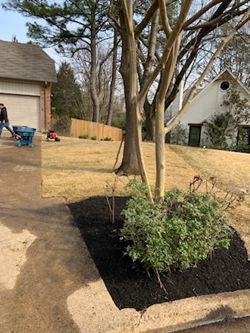 Person pushing a wheelbarrow, landscaping a yard with mulch and newly planted shrubs.