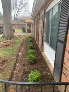 A row of plants are growing on the side of a house.