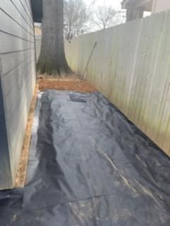 There is a tree in the background and a fence in the background.