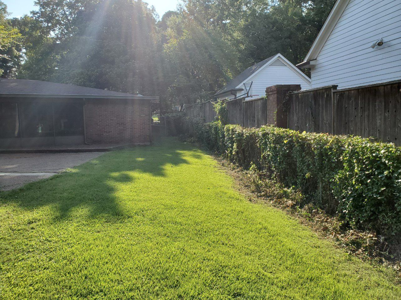 Lawn and dense hedge next to a wooden fence, with sunlight streaming through trees.