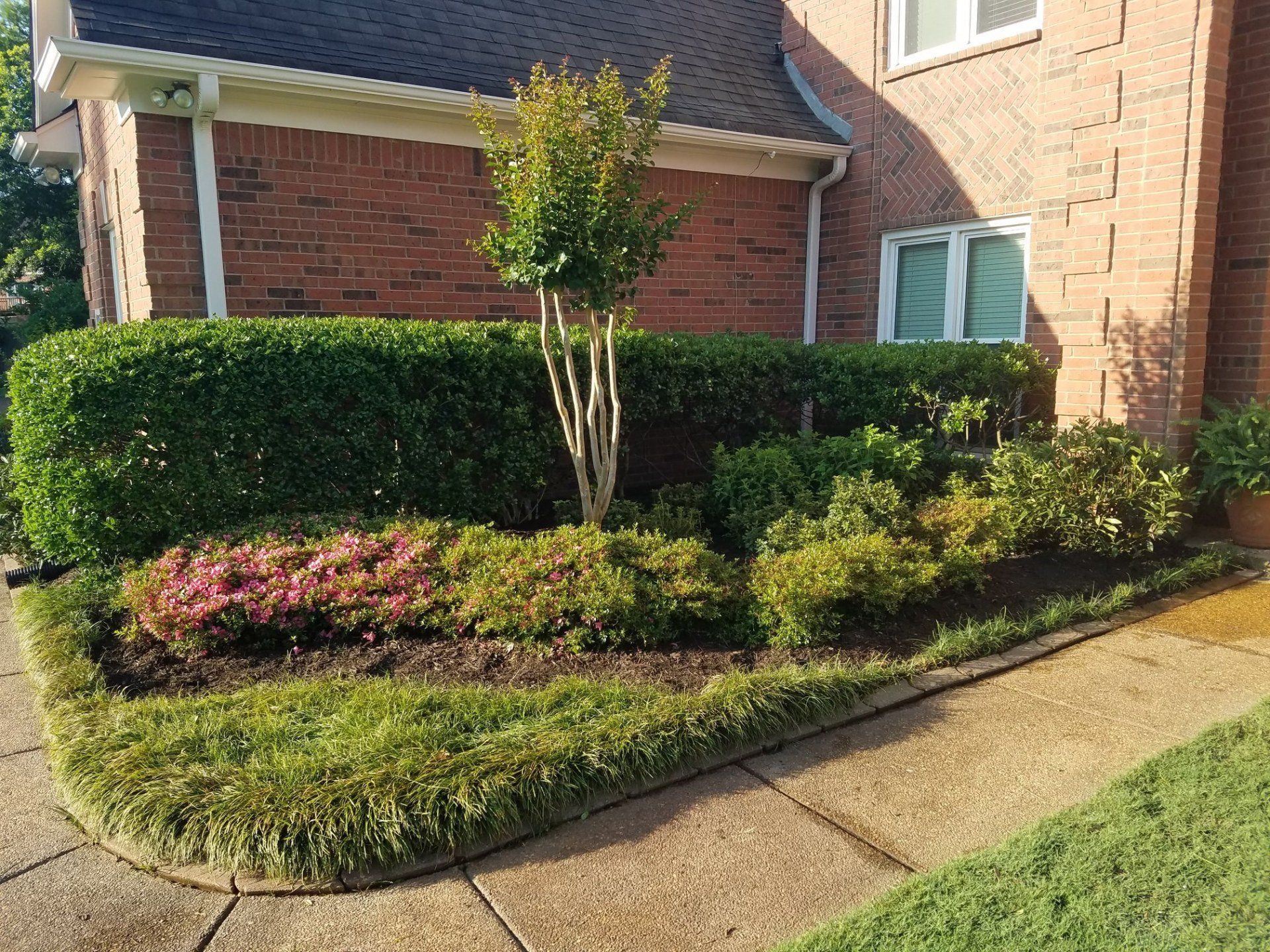 Well-manicured front yard garden with a brick house in the background. Green shrubs, pink flowers, and a tree.