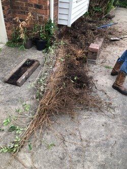 A bundle of brown branches and some green leaves on pavement near a building, with some gardening supplies.