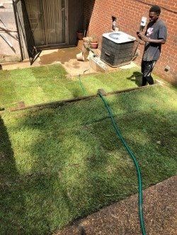 A man waters fresh sod laid in a backyard next to a building with a brick wall.