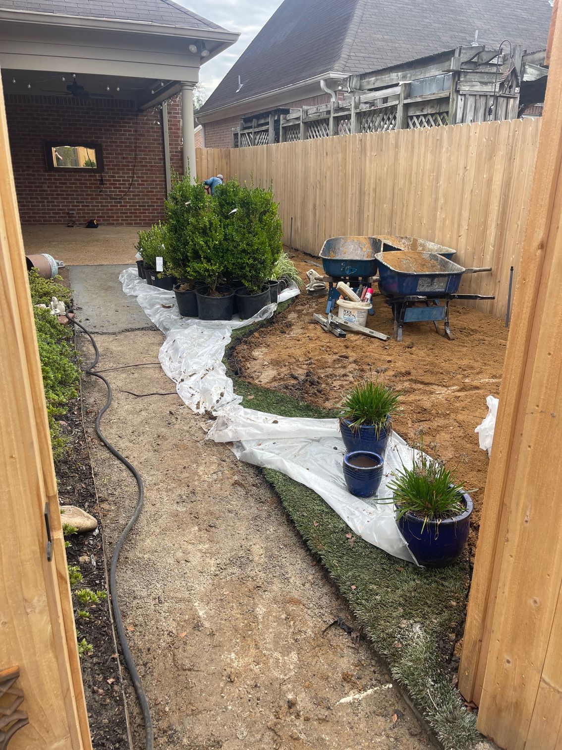Backyard landscaping project with plants, mulch, and wheelbarrows next to a wooden fence.