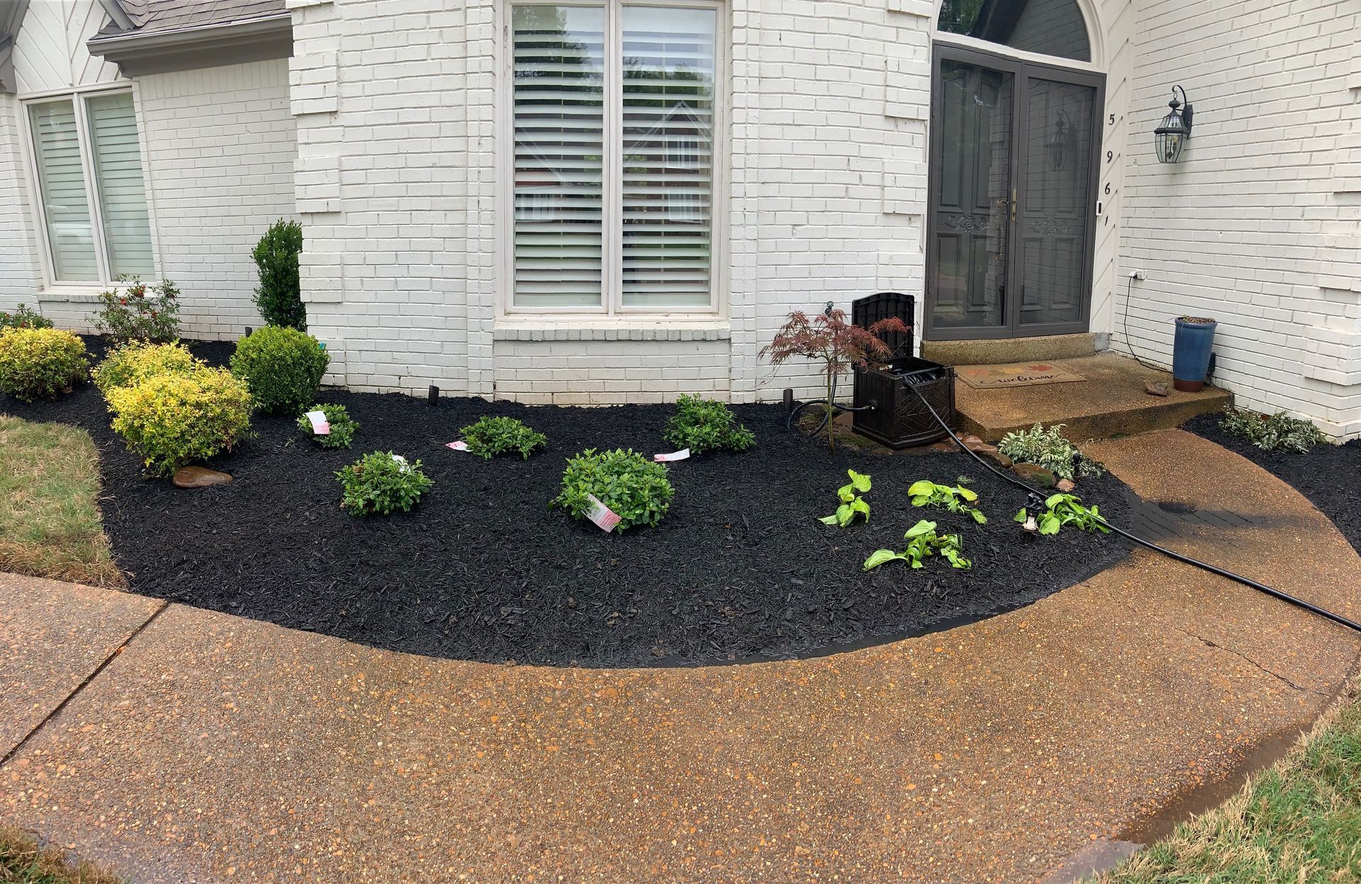 Front yard landscaping with black mulch, plants, and a concrete walkway.